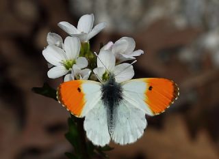 Turuncu Ssl (Anthocharis cardamines)