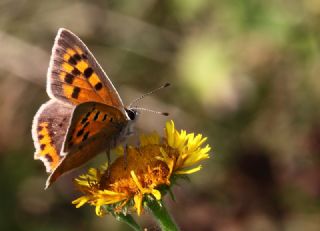 Benekli Bakr Gzeli (Lycaena phlaeas)