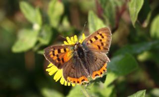Benekli Bakr Gzeli (Lycaena phlaeas)