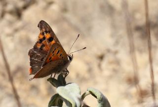 Benekli Bakr Gzeli (Lycaena phlaeas)