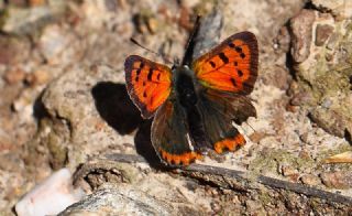 Benekli Bakr Gzeli (Lycaena phlaeas)
