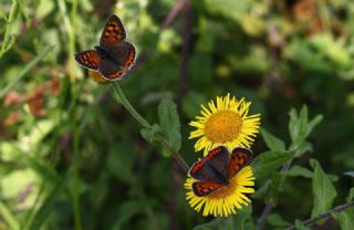 Benekli Bakr Gzeli (Lycaena phlaeas)