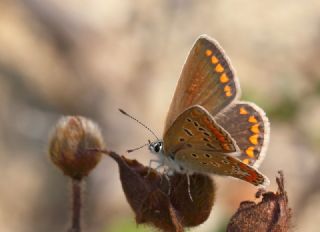 okgzl Mavi (Polyommatus icarus)