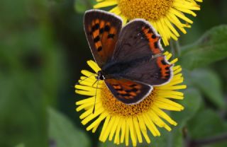 Benekli Bakr Gzeli (Lycaena phlaeas)