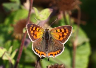 Benekli Bakr Gzeli (Lycaena phlaeas)