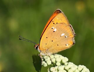 Orman Bakr Gzeli (Lycaena virgaureae)