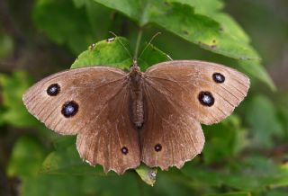 Kara Hayalet (Minois dryas)