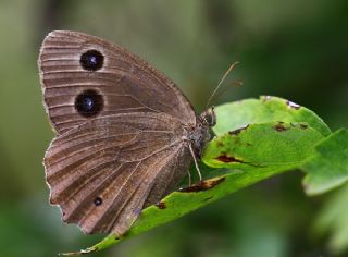 Kara Hayalet (Minois dryas)