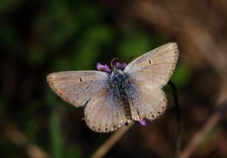 okgzl Balkan Mavisi (Aricia anteros )