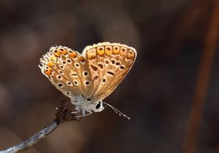 okgzl Mavi (Polyommatus icarus)