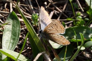 okgzl Balkan Mavisi (Aricia anteros )