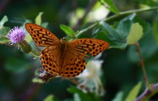 Cengaver (Argynnis paphia)