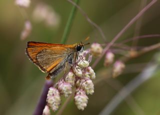 Sar Antenli Zpzp (Thymelicus sylvestris)