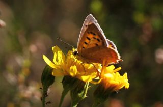 Benekli Bakr Gzeli (Lycaena phlaeas)