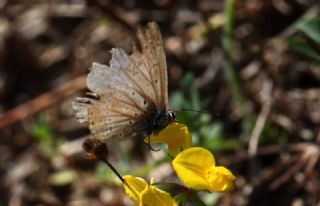 �okg�zl� Mavi&nbsp;(Polyommatus&nbsp;icarus)