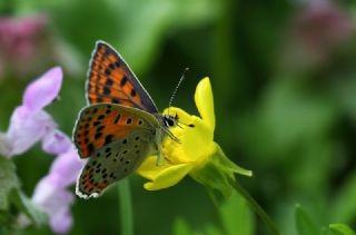 sli Bakr Gzeli (Lycaena tityrus)
