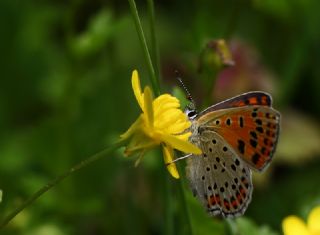 sli Bakr Gzeli (Lycaena tityrus)