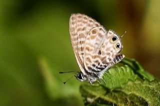 Mavi Zebra&nbsp;(Leptotes&nbsp;pirithous)