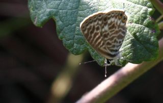Mavi Zebra (Leptotes pirithous)