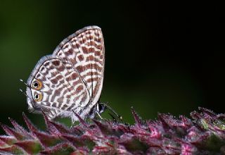 Mavi Zebra (Leptotes pirithous)