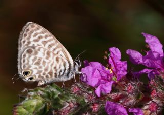 Mavi Zebra (Leptotes pirithous)