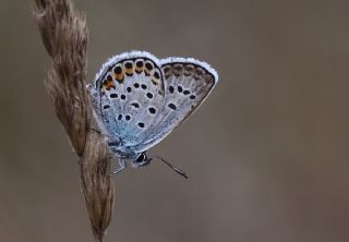 Gm Lekeli Esmergz (Plebejus argus)