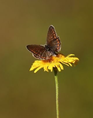 okgzl Mavi (Polyommatus icarus)