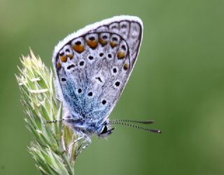 okgzl Mavi (Polyommatus icarus)