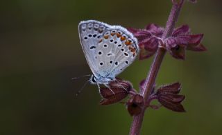 okgzl Mavi (Polyommatus icarus)