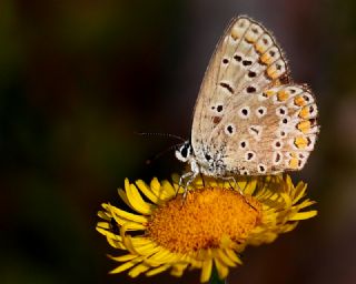 okgzl Mavi (Polyommatus icarus)