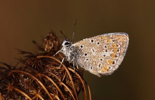 okgzl Mavi (Polyommatus icarus)