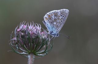 okgzl Mavi (Polyommatus icarus)