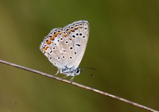 okgzl Mavi (Polyommatus icarus)