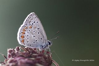 okgzl Mavi (Polyommatus icarus)