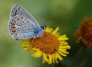 okgzl Mavi (Polyommatus icarus)