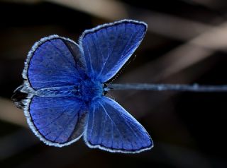 okgzl Mavi (Polyommatus icarus)