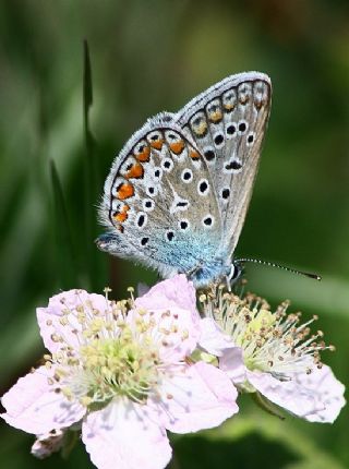 okgzl Mavi (Polyommatus icarus)