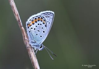 Gm Lekeli Esmergz (Plebejus argus)