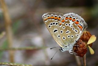 okgzl Mavi (Polyommatus icarus)