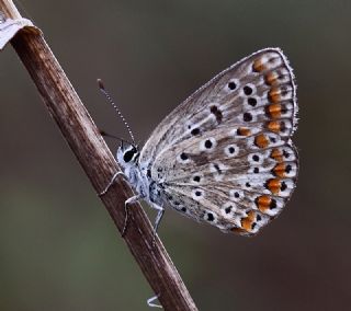 okgzl Mavi (Polyommatus icarus)
