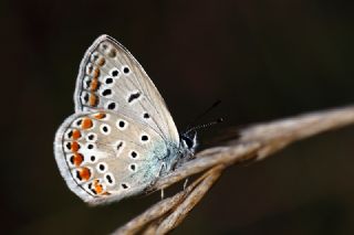 okgzl Mavi (Polyommatus icarus)