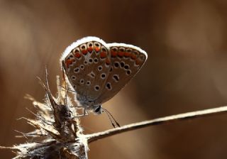 okgzl Mavi (Polyommatus icarus)