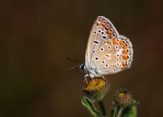 okgzl Mavi (Polyommatus icarus)