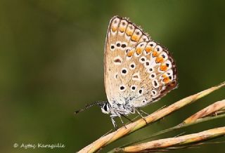 okgzl Mavi (Polyommatus icarus)