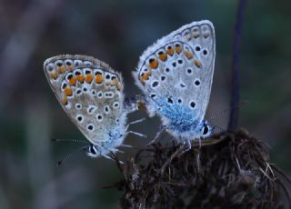 okgzl Mavi (Polyommatus icarus)