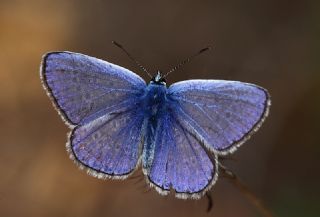 okgzl Mavi (Polyommatus icarus)