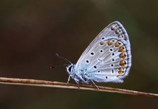 okgzl Mavi (Polyommatus icarus)