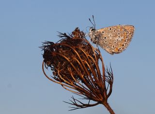 okgzl Mavi (Polyommatus icarus)