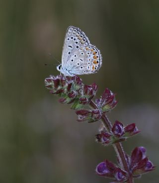 okgzl Mavi (Polyommatus icarus)