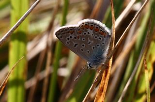 okgzl Mavi (Polyommatus icarus)